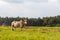 White bovine ox grazing in an agricultural field in Goa, India