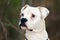 White Boxer American Bulldog dog