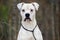 White Boxer American Bulldog dog