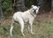 White Boxer Bulldog mixed breed dog with docked tail