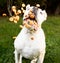 White boxer dog on a green background receiving its food. Selective focus