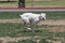 White boxer in a full run at the park