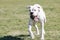 White Boxer puppy with a ball