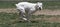 A white boxer running