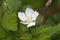 White Boysenberry Blossom