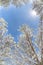 White Bradford pear tree blossoms in the Texas spring