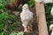 White brama Colombian chickens against the background of green leaves, close-up