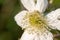 White bramble rubus fruticosus flower