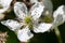 White Brambles Blooming in the Appalachian Spring