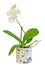 White branch orchid flowers with buds, Orchidaceae, Phalaenopsis known as the Moth Orchid.