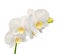 White branch orchid flowers with buds, Orchidaceae, Phalaenopsis known as the Moth Orchid.