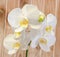 White branch orchid flowers with buds, Orchidaceae, Phalaenopsis known as the Moth Orchid. Wood background