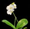 White branch orchid flowers, vase, flowerpot, Orchidaceae, Phalaenopsis known as the Moth Orchid, abbreviated Phal.