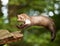 White brasted marten jumping on wood - Martes foina