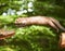 White brasted marten jumping on wood - Martes foina