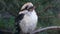 White breasted bird sitting on a branch not moving