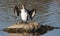 White Breasted Cormorant with outstretched wings