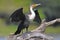 White-breasted Cormorant (Phalacrocorax lucidus) in Kruger National Park