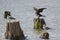 White Breasted Cormorant and seagull in Lake Naivasha ,Kenya.