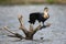 White Breasted Cormorant and seagull in Lake Naivasha ,Kenya.