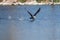 White breasted cormorant take off from dam to hunt