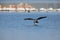 White breasted cormorant take off from dam to hunt