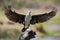 White breasted cormorant take off from dam to hunt fish