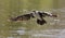 White breasted cormorant take off from dam to hunt fish