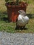 White breasted hawk