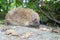 White-breasted hedgehog (Erinaceus roumanicus)