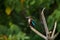 White breasted kingfisher bird in the rain in diyasaru wetland park