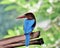 White Breasted Kingfisher in Polonnaruwa perched on a stump.