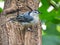 White-Breasted Nut Hatch Bird Hangs onto Side of Tree Trunk with Blue  Dark Blue and White Feathers