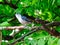 White-Breasted Nut Hatch Bird Perched on a Tree Branch