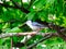 White-Breasted Nut Hatch Bird Walks on a Tree Branch