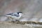 White-breasted Nuthatch