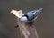 White-breasted Nuthatch