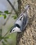 White Breasted Nuthatch,