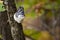 White-Breasted Nuthatch clinging to a tree