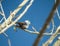 White-Breasted Nuthatch in Colorado