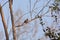 White-breasted nuthatch in Green Forest