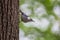 White Breasted Nuthatch hanging from a tree