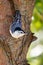 White breasted nuthatch hanging on a tree