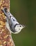 White breasted Nuthatch on a peanut feeder.