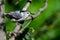 White-Breasted Nuthatch Perched in a Tree