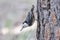 White Breasted Nuthatch on a Pine Tree