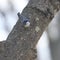 White-breasted nuthatch Sitta carolinensis on branch of magnolia tree