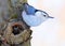 White-breasted Nuthatch sitting on a tree trunk into the forest