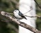 White-Breasted Nuthatch Stock Photo. Close-up profile view perched on a branch with a blur background in its environment and