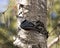 White-Breasted Nuthatch Stock Photos. Close-up profile view perched on a birch tree trunk with a blur background in its